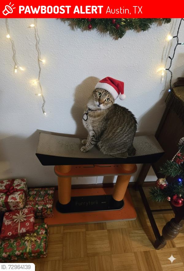 Lost Female Cat last seen Cardinal hills lakeway texas, Austin, TX 78734