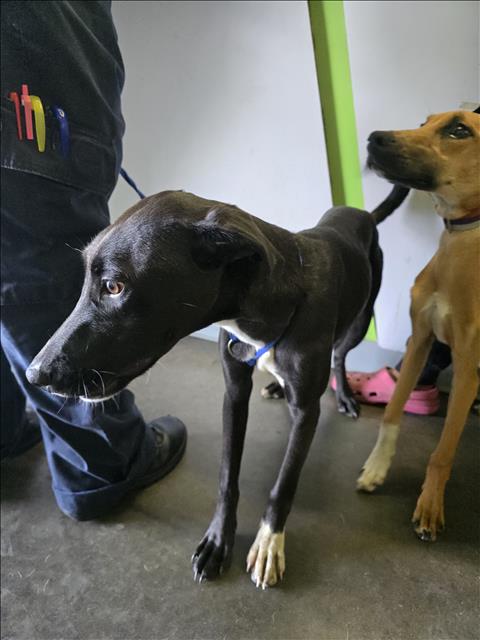 Shelter Stray Female Dog last seen , Los Angeles, CA 90047