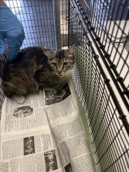 Shelter Stray Female Cat last seen , Los Angeles, CA 90047