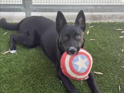 Shelter Stray Female Dog last seen , Los Angeles, CA 90047