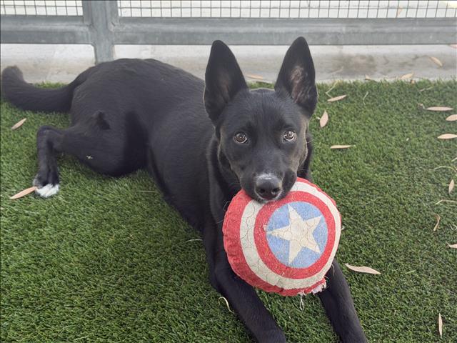Shelter Stray Female Dog last seen , Los Angeles, CA 90047