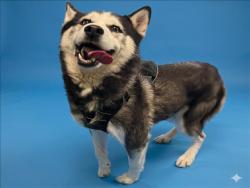 Shelter Stray Male Dog last seen , Los Angeles, CA 90047
