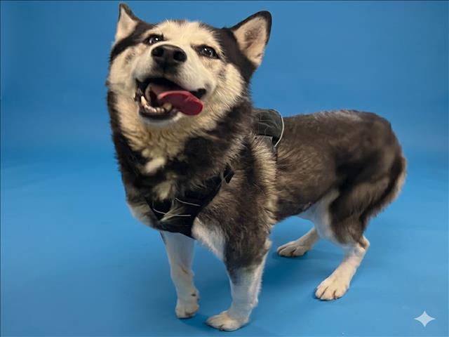 Shelter Stray Male Dog last seen , 1850 W 60th St, Los Angeles, CA 90047, USA