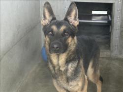 Shelter Stray Male Dog last seen , Los Angeles, CA 90047