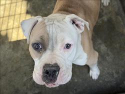 Shelter Stray Female Dog last seen , Los Angeles, CA 90047