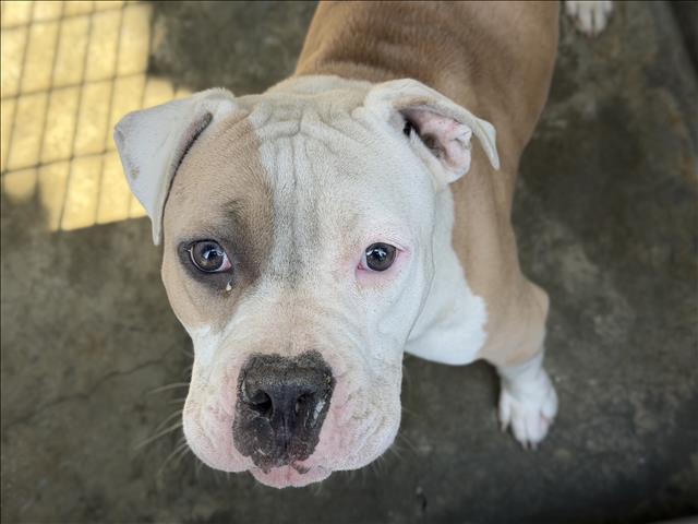 Shelter Stray Female Dog last seen , Los Angeles, CA 90047