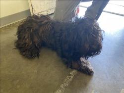 Shelter Stray Unknown Dog last seen , Los Angeles, CA 90047