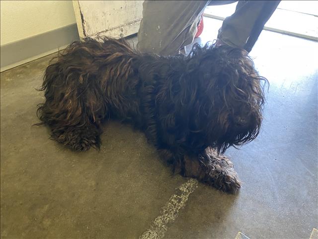 Shelter Stray Unknown Dog last seen , Los Angeles, CA 90047