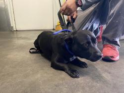Shelter Stray Unknown Dog last seen , Los Angeles, CA 90047