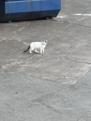 Found/Stray Unknown Cat last seen talon Dr, Winston-Salem, NC 27105