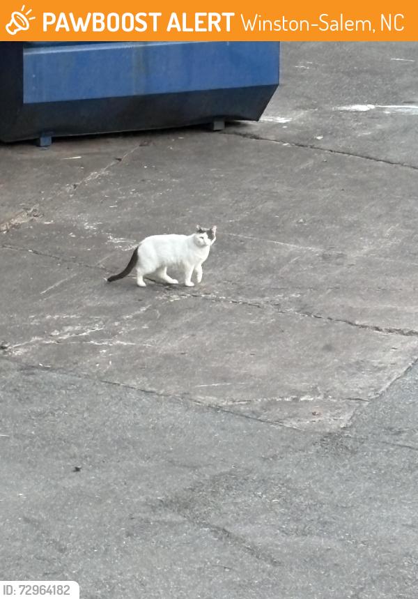 Found/Stray Unknown Cat last seen talon Dr, Winston-Salem, NC 27105