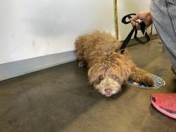 Shelter Stray Unknown Dog last seen , Los Angeles, CA 90047