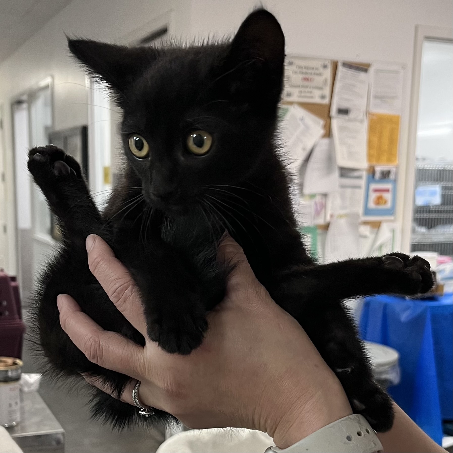 Shelter Stray Male Cat last seen , Los Angeles, CA 90047