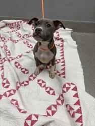 Shelter Stray Male Dog last seen Near BLOCK DOVER STRAIGHT ST, LAS VEGAS NV 89115, Las Vegas, NV 89101