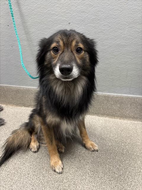 Shelter Stray Male Dog last seen W LAKE MEAD BLVD & N RAMPART BLVD, Las Vegas, NV 89101