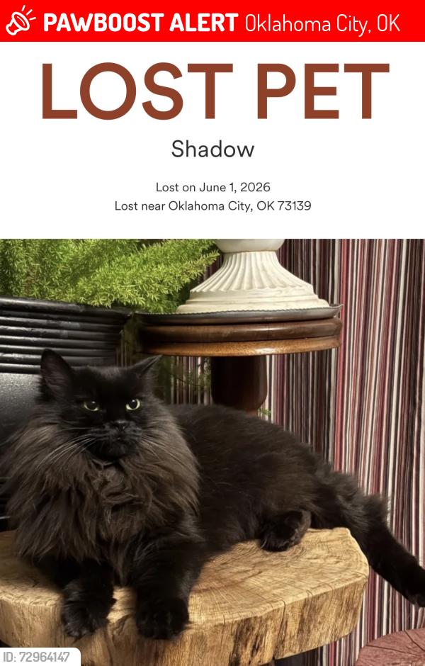 Lost Female Cat last seen 102nd and Winston Way, Oklahoma City, OK 73139