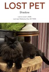 Lost Female Cat last seen 102nd and Winston Way, Oklahoma City, OK 73139