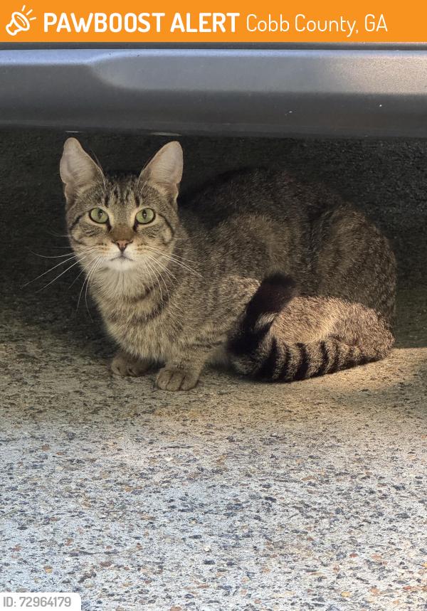 Found/Stray Unknown Cat last seen Jim Owens Road NE, Cobb County, GA 30152