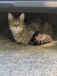 Found/Stray Unknown Cat last seen Jim Owens Road NE, Cobb County, GA 30152