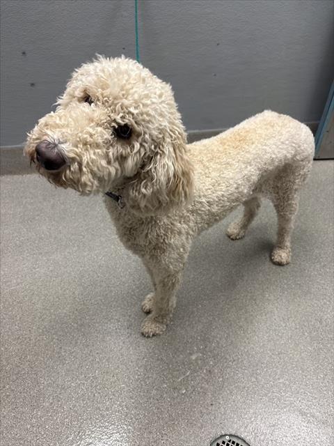 Shelter Stray Female Dog last seen CRAIG AND COMMERCE, Las Vegas, NV 89101