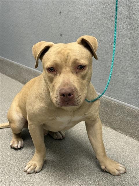 Shelter Stray Male Dog last seen Near BLOCK JUDSON AVE, NORTH LAS VEGAS NV 89030, Las Vegas, NV 89101