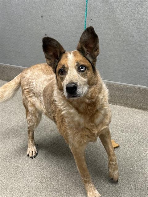 Shelter Stray Male Dog last seen Near BLOCK W GILMORE AVE, NORTH LAS VEGAS NV 89032, Las Vegas, NV 89101