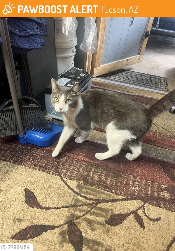 Found/Stray Unknown Cat last seen hse , Tucson, AZ 85715