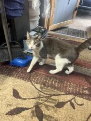 Found/Stray Unknown Cat last seen hse , Tucson, AZ 85715