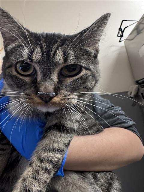 Shelter Stray Unknown Cat last seen Near BLOCK E DESERT INN RD, LAS VEGAS NV 89121, Las Vegas, NV 89101