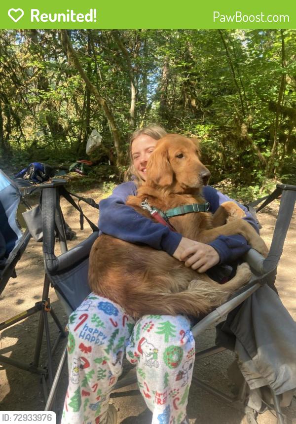Reunited Female Dog last seen Horn and Hodson ln, Eugene, OR 97404