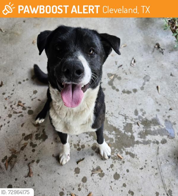 Found/Stray Male Dog last seen Meadow Lake and Miller, Cleveland, TX 77328