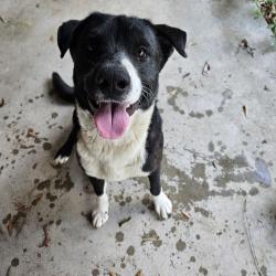 Found/Stray Male Dog last seen Meadow Lake and Miller, Cleveland, TX 77328