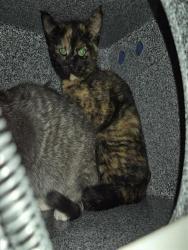 Shelter Stray Female Cat last seen ELK GROVE FLORIN RD / BOND RD, Elk Grove, CA 95624