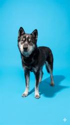 Shelter Stray Male Dog last seen FLORIDA DEPARTMENT OF REVENUE CHILD SUPPORT PROGRAM, Jacksonville, FL 32204