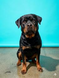 Shelter Stray Female Dog last seen Near BLOCK MESSER RD, Jacksonville, FL 32204