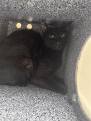 Shelter Stray Unknown Cat last seen , Elk Grove, CA 95624