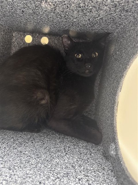 Shelter Stray Unknown Cat last seen , Elk Grove, CA 95624