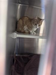 Shelter Stray Unknown Cat last seen , Elk Grove, CA 95624
