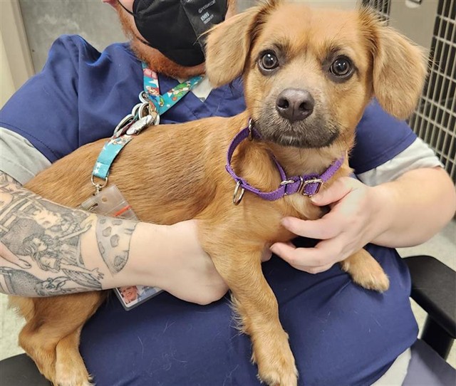 Shelter Stray Female Dog last seen BIG HORN BLVD / ELK GROVE BLVD, Elk Grove, CA 95624