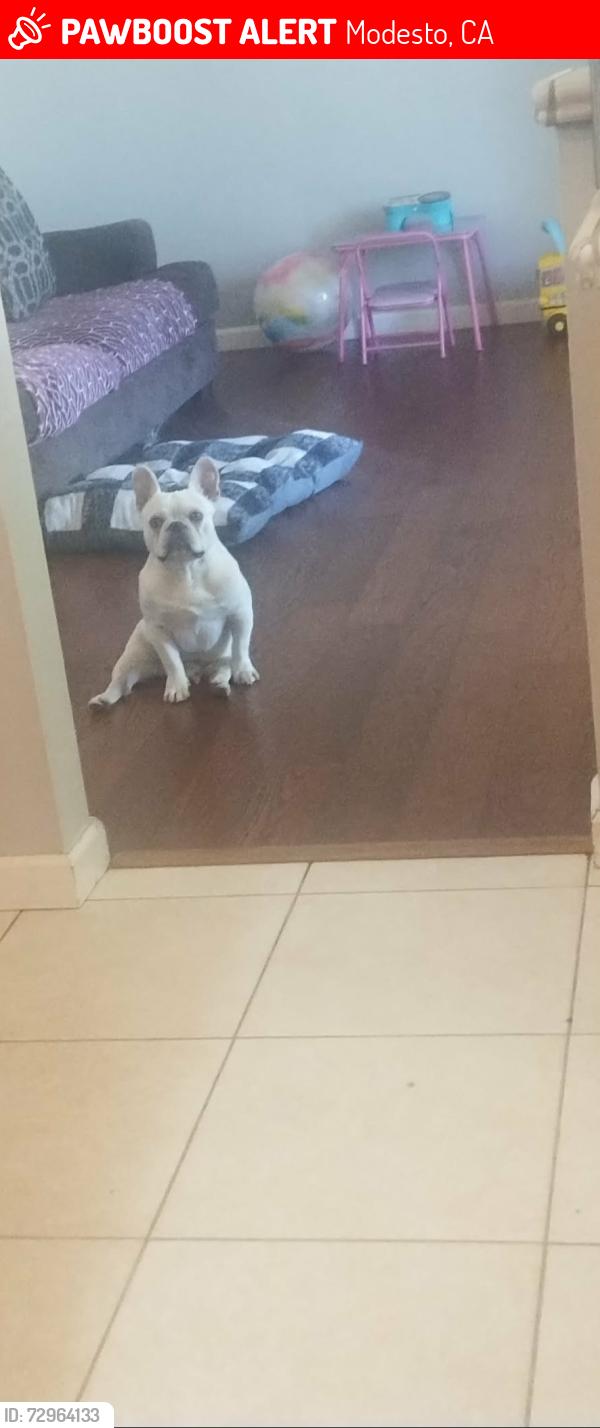 Lost Male Dog last seen Roselawn and south ave Modesto , Modesto, CA 95351