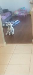 Lost Male Dog last seen Roselawn and south ave Modesto , Modesto, CA 95351