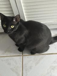 Lost Female Cat last seen Escondido circle / Haines rd, Altamonte Springs, FL 32701
