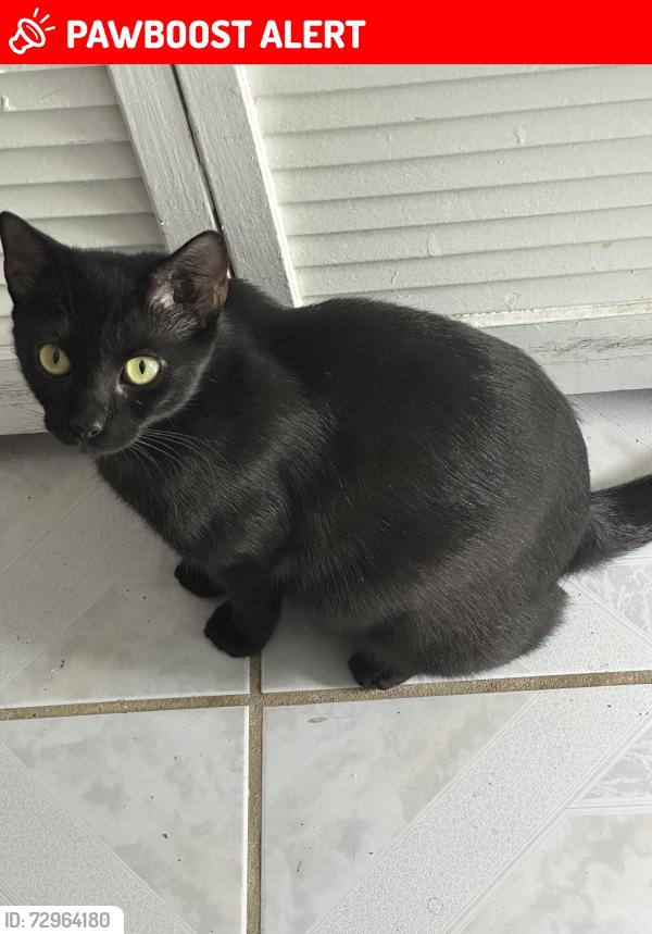Lost Female Cat last seen Escondido circle / Haines rd, Altamonte Springs, FL 32701