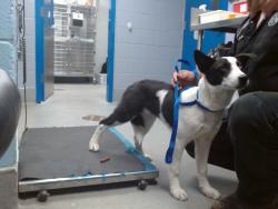Shelter Stray Male Dog last seen 98TH / CENTRAL, Albuquerque, NM 87121