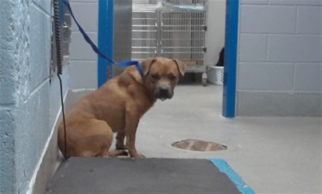 Shelter Stray Male Dog last seen 98TH/CENTRAL, Albuquerque, NM 87121