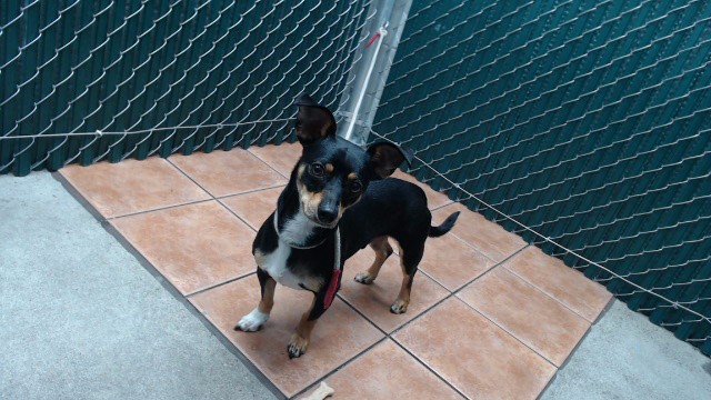 Shelter Stray Male Dog last seen , Downey, CA 90242