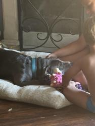 Reunited Male Dog last seen Near Quail Drive Quail Village apmts, Balch Springs, TX 75180