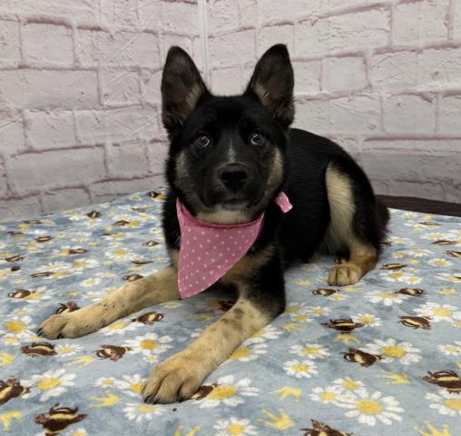 Shelter Stray Female Dog last seen Near BLOCK HAZELWOOD ST, DETROIT MI 48202, Detroit, MI 48211