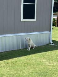 Found/Stray Female Dog last seen Roaming, Burleson, TX 76028