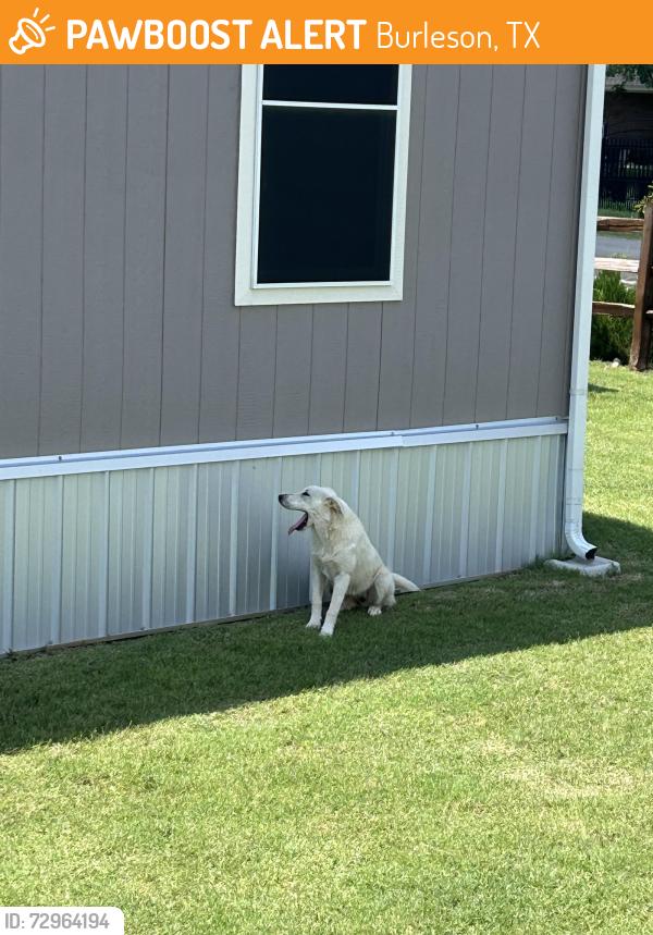 Found/Stray Female Dog last seen Roaming, Burleson, TX 76028